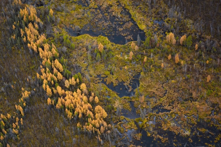 Arial shot of a forest.