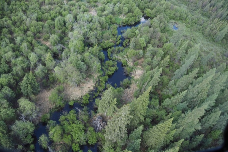 Arial shot of a forest.