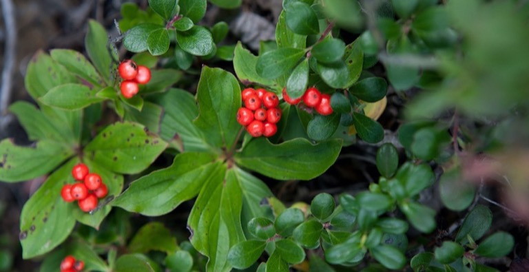 Wild berries on a bush in the forest.