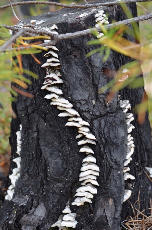 Vegitation stump fungi