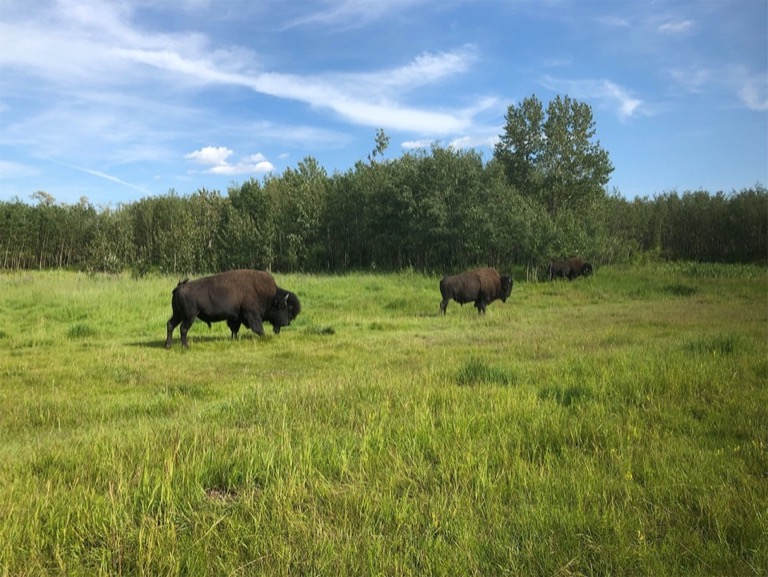 Wood buffalo in the field