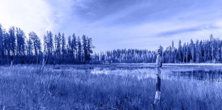Blue washed image of a marsh