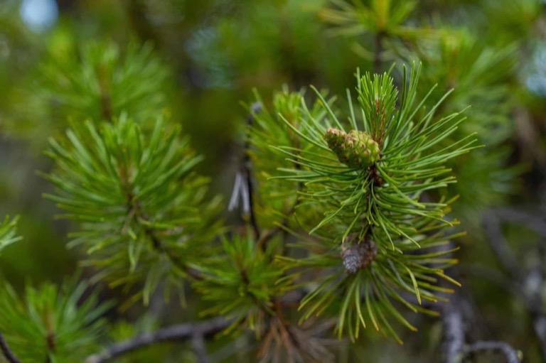 Close up of the end of a branch of a pine tree