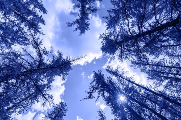 Blue washed image looking straight up through trees