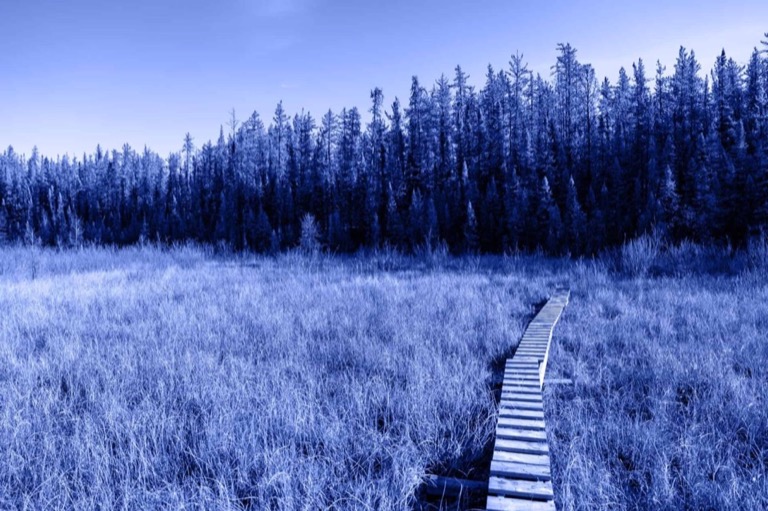 Blue washed image of a evergreen treeline