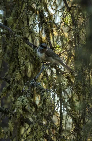 Bird in a tree covered in lichen