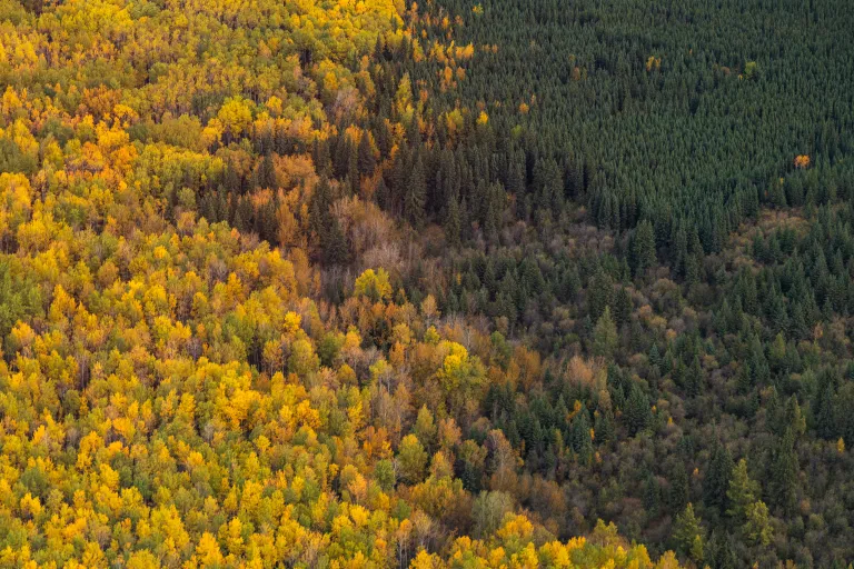 Aerial image of patch of forest transitioning from yellow trees on the left to green trees on the right