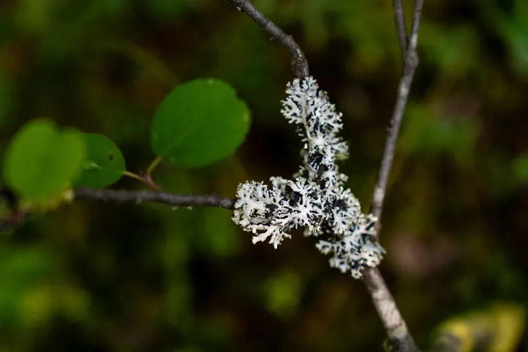 Lichen