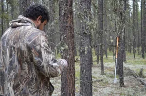 Man wearing camo in the forest collecting samples