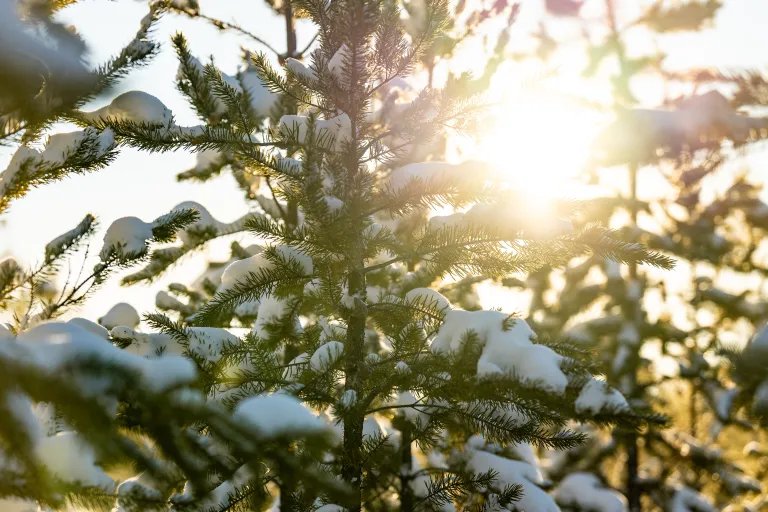 Sun shining through spruce tree with snow on its branches