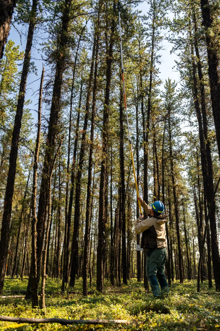 Winston hatfield sampling needles from canopy