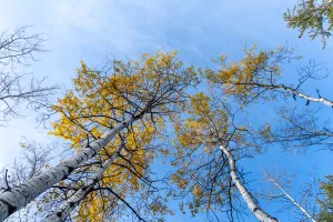 Birch tree blowing leaves